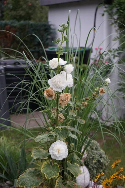Bahçede beyaz duble Alcea rosea çiçek açar. Alcea rosea, Malvaceae familyasından bir çiçek bitkisidir. Berlin, Almanya  