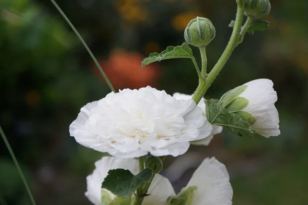 White Double Alcea Rosea Blooms Garden Alcea Rosea Common Hollyhock — Stock Photo, Image