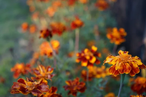 タゲテス Tagetes Marigolds 主にアスタリスク科の草本植物で 年間または多年生の属である ドイツ ベルリン — ストック写真