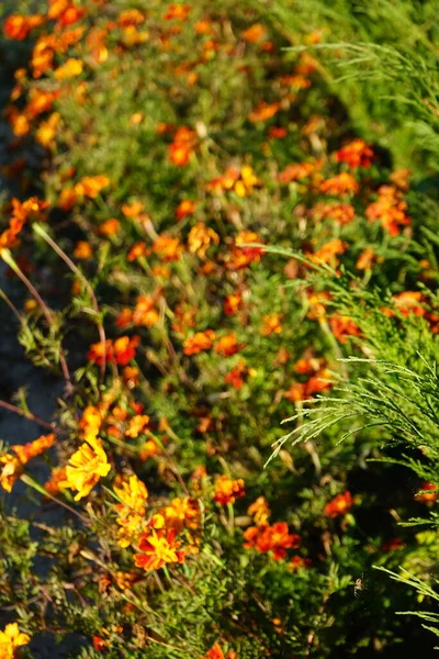 タゲテス Tagetes Marigolds 主にアスタリスク科の草本植物で 年間または多年生の属である ドイツ ベルリン — ストック写真