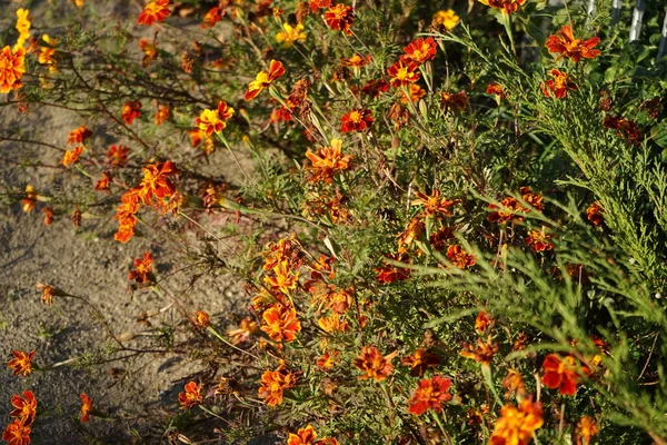 Tagetes Marigold 다년생 속으로 대부분 테라과에 식물이다 베를린 — 스톡 사진