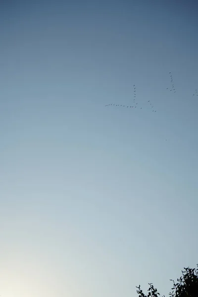 Tranor Flyger Söderut Oktober Flyttfåglar Hösten Den Vanliga Tranan Grus — Stockfoto