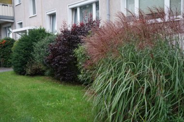 Miscanthus sinensis, Çimengiller (Poaceae) familyasından bir bitki türü. Berlin, Almanya