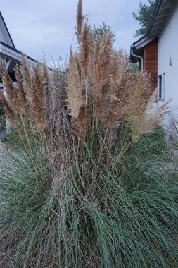 Cortaderia selloana, Poaceae familyasından bir bitki türü. Pampas otları olarak da bilinir. Berlin, Almanya