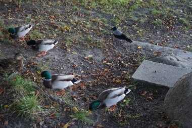 Corvus cornix kuşları ve ördekler Mentzelpark 'taki Spree nehrinin kıyısında. Berlin, Almanya