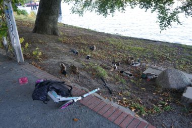 Corvus cornix kuşları ve ördekler Mentzelpark 'taki Spree nehrinin kıyısında. Berlin, Almanya