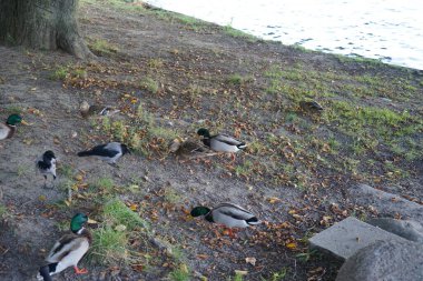 Corvus cornix kuşları ve ördekler Mentzelpark 'taki Spree nehrinin kıyısında. Berlin, Almanya