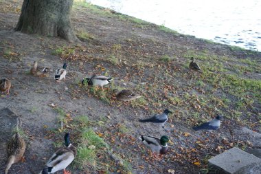 Corvus cornix kuşları ve ördekler Mentzelpark 'taki Spree nehrinin kıyısında. Berlin, Almanya