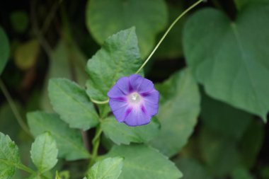 Ipomoea purpurea, Ipomoea familyasından bir kuş türü. Berlin, Almanya 