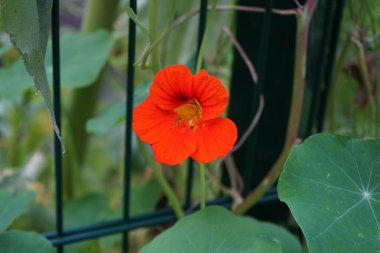 Tropaeolum majus (