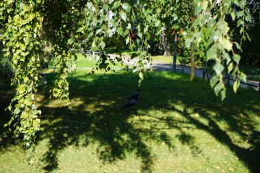 Corvus Cornix parkta. Kapüşonlu karga (