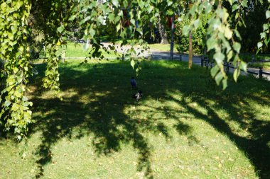 Corvus Cornix parkta. Kapüşonlu karga (