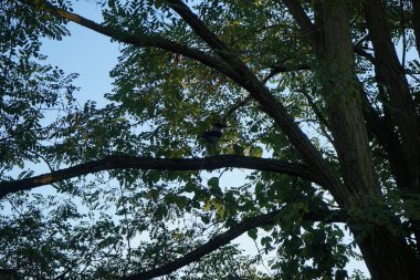 Corvus Cornix parkta. Kapüşonlu karga (