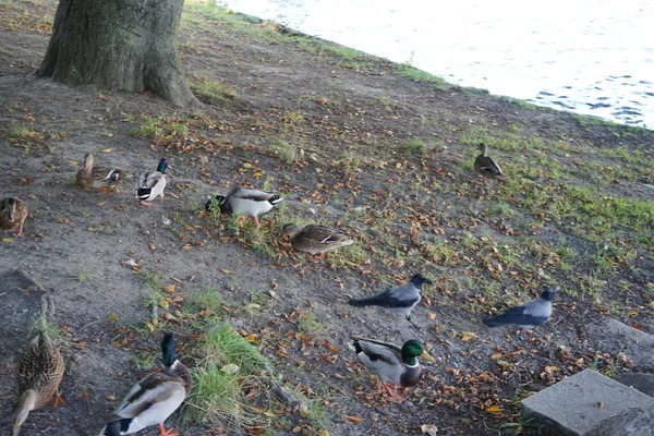 Corvus cornix kuşları ve ördekler Mentzelpark 'taki Spree nehrinin kıyısında. Berlin, Almanya