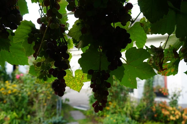 Vitis Vinifera Regent Produces Delicious Blue Purple Grapes Ripen September — Stock Photo, Image