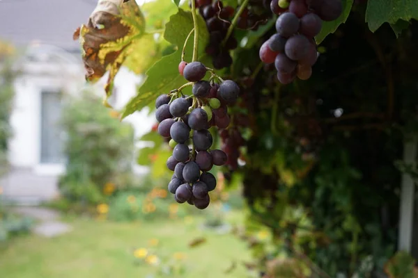 Vitis Vinifera Regent Produces Delicious Blue Purple Grapes Ripen September — Stock Photo, Image