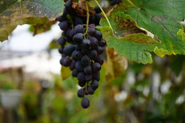 Vitis Vinifera Regent Produces Delicious Blue Purple Grapes Ripen September — Stock Photo, Image