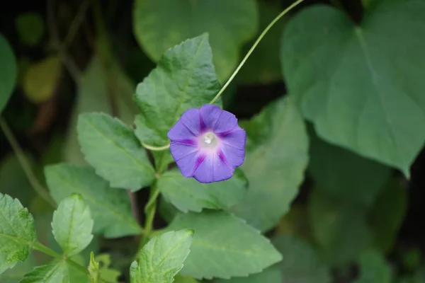 Ipomoea Purpurea Uma Espécie Planta Com Flor Pertencente Família Ipomoea — Fotografia de Stock