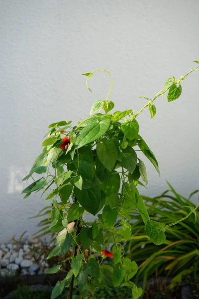 Thunbergia Alata Commonly Called Black Eyed Susan Vine Herbaceous Perennial —  Fotos de Stock