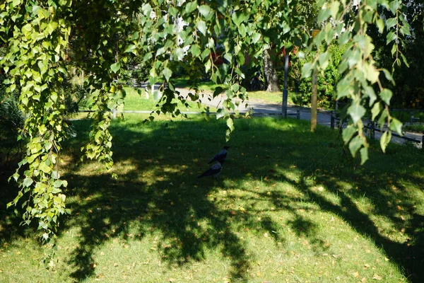 Corvus Cornix parkta. Kapüşonlu karga (