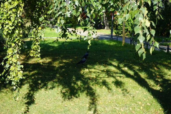 Corvus Cornix parkta. Kapüşonlu karga (