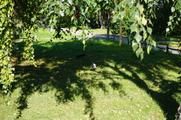 Corvus Cornix parkta. Kapüşonlu karga (