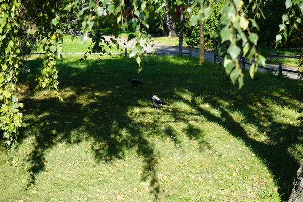 Corvus Cornix parkta. Kapüşonlu karga (