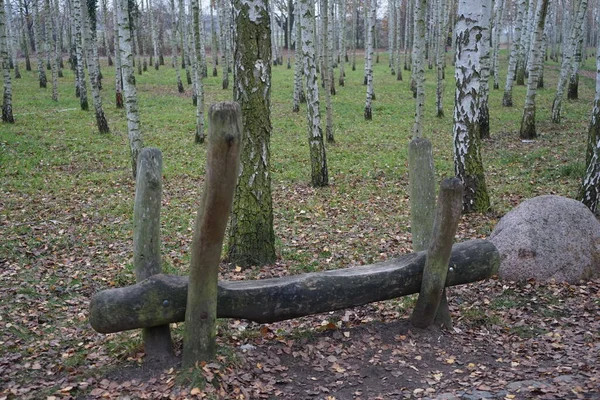 Bench Gemaakt Van Boomstammen Een Berkenbos Rudow Berlijn Duitsland — Stockfoto