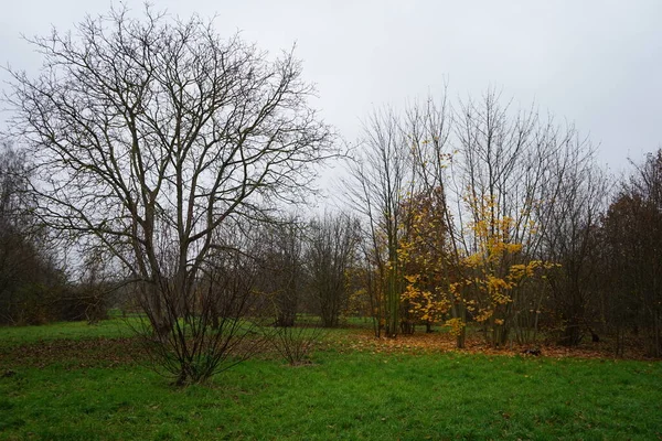 Gyönyörű Őszi Táj Suedpark Közelében 12355 Berlin Németország — Stock Fotó