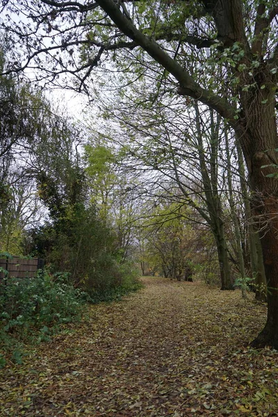 Beau Paysage Forestier Avec Végétation Automne Aire Loisirs Berlin Allemagne — Photo