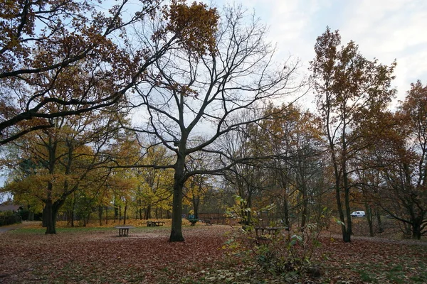 Bela Paisagem Outono Área Recreação Berliners Berlim Alemanha — Fotografia de Stock