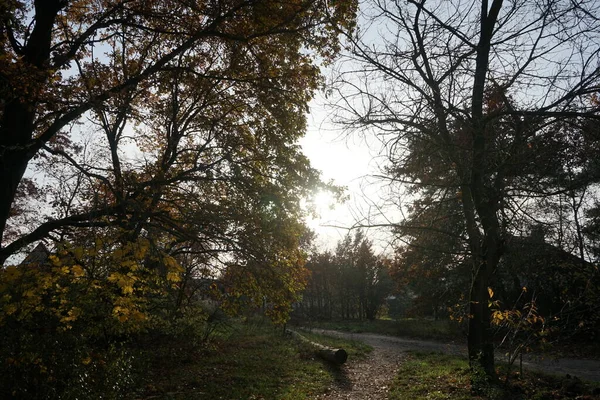 Красивый Лесной Пейзаж Осенней Растительностью Зона Отдыха Берлине Германия — стоковое фото