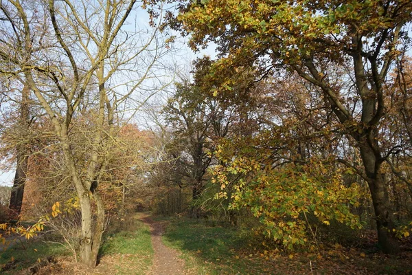 Bela Paisagem Florestal Com Vegetação Outono Área Recreação Berlin Alemania — Fotografia de Stock