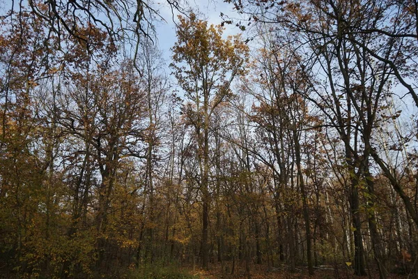 Bela Paisagem Florestal Com Vegetação Outono Área Recreação Berlin Alemania — Fotografia de Stock