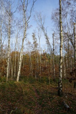 Sonbahar yapraklı güzel huş ağaçları. Berlin, Almanya