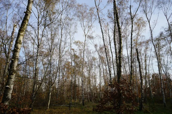 Beautiful Forest Landscape Autumn Vegetation Recreation Area Berlin Germany — Stock Photo, Image