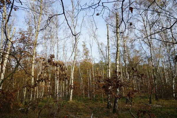 Schöne Waldlandschaft Mit Herbstvegetation Erholungsgebiet Berlin Deutschland — Stockfoto