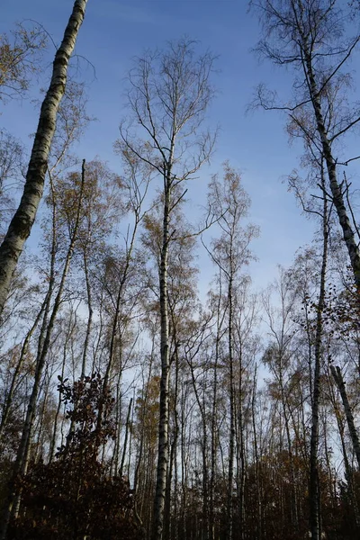 Прекрасний Лісовий Ландшафт Осінньою Рослинністю Відпочинок Берліні Німеччина — стокове фото