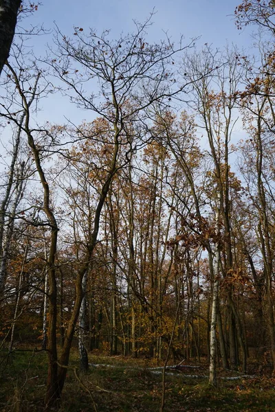 Bela Paisagem Florestal Com Vegetação Outono Área Recreação Berlin Alemania — Fotografia de Stock