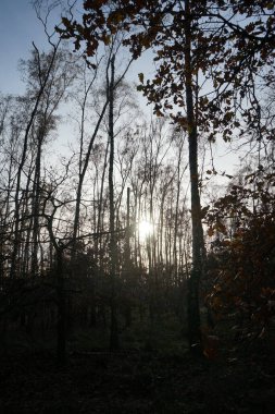 Sonbahar bitkileriyle güzel bir orman manzarası. Berlin, Almanya 'da dinlenme alanı