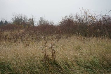 Suedpark civarındaki güzel sonbahar manzarası, 12355 Berlin, Almanya