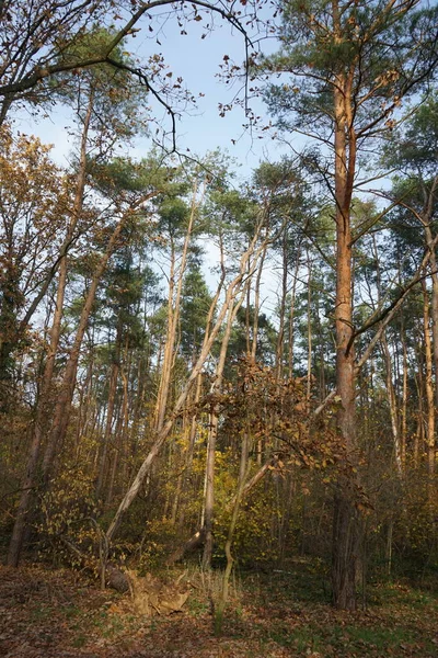 Prachtig Boslandschap Met Herfstvegetatie Recreatiegebied Berlijn Duitsland — Stockfoto