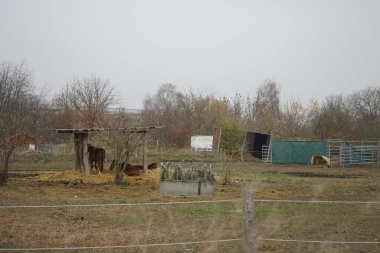 Atlar otlakta otlar. Stadtrandhof, Waltersdorfer Chaussee, 12529 Schoenefeld, Almanya 