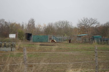 Atlar otlakta otlar. Stadtrandhof, Waltersdorfer Chaussee, 12529 Schoenefeld, Almanya 