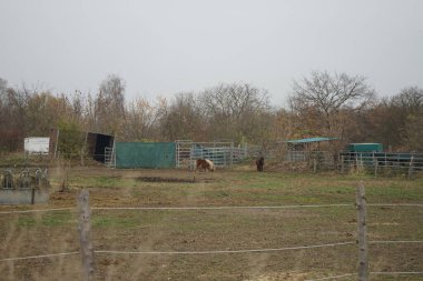 Atlar otlakta otlar. Stadtrandhof, Waltersdorfer Chaussee, 12529 Schoenefeld, Almanya 