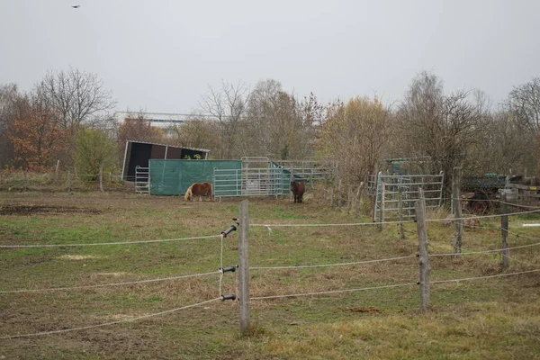 Los Caballos Pastan Pastizal Stadtrandhof Waltersdorfer Chaussee 12529 Schoenefeld Alemania — Foto de Stock