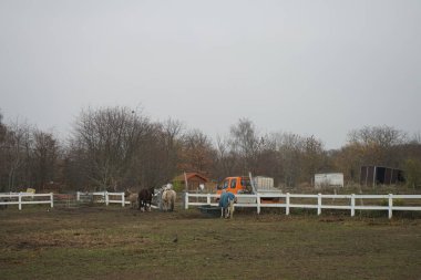Atlar otlakta otlar. Stadtrandhof, Waltersdorfer Chaussee, 12529 Schoenefeld, Almanya 