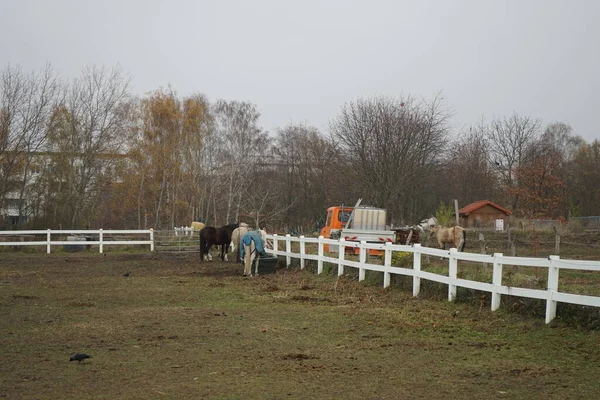 Cavalos Pastam Uma Pastagem Paddock Stadtrandhof Waltersdorfer Chaussee 12529 Schoenefeld — Fotografia de Stock