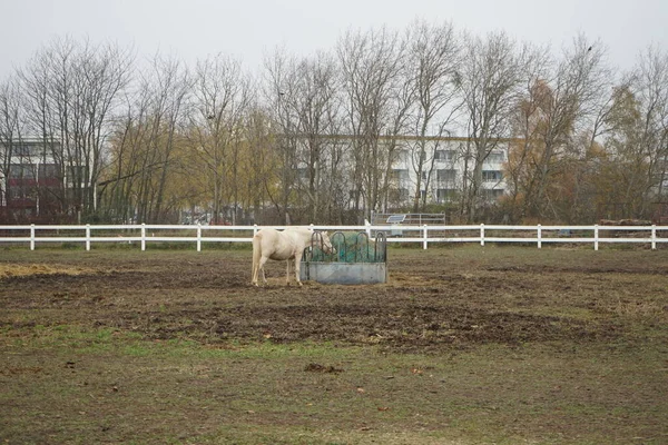 Das Pferd Steht Futterhäuschen Mit Heu Das Mit Einem Netz — Stockfoto