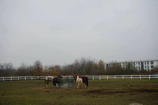 Die Pferde Sammelten Sich Futterhäuschen Mit Heu Das Mit Einem — Stockfoto
